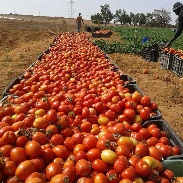 besoins alimentaires de base