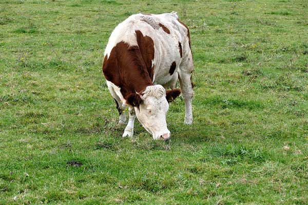 Ouverture de l’importation des vaches laitières en janvier