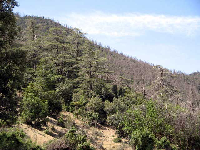 stratégie forestière