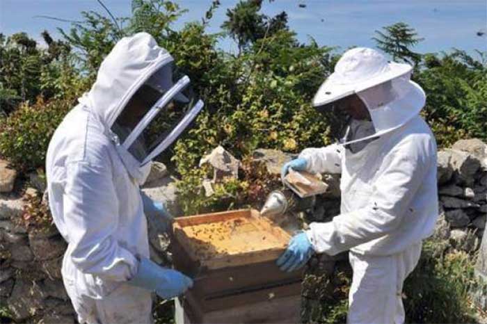 élevage de la reine d’abeilles