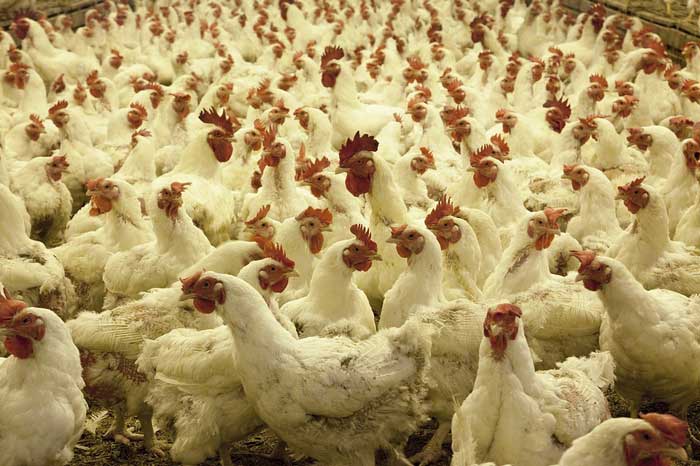 An outbreak of avian flu discovered in Oum El Bouaghi