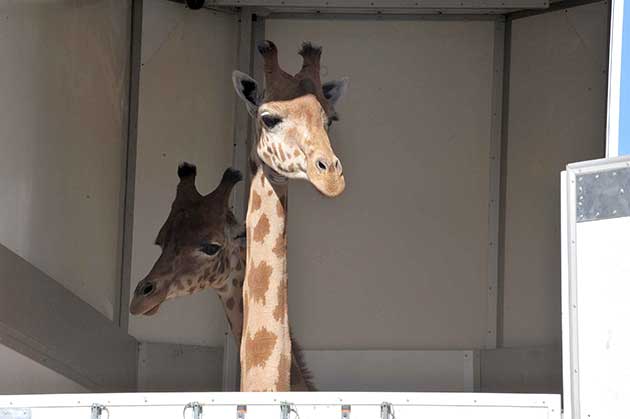 girafes au port d'Alger