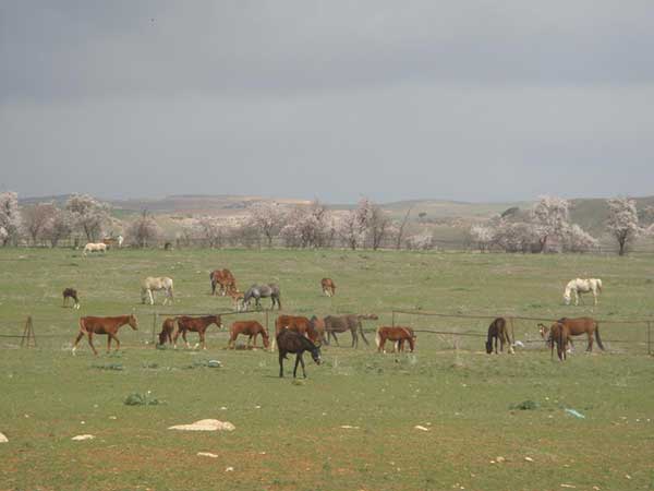 haras de Chaouchaoua