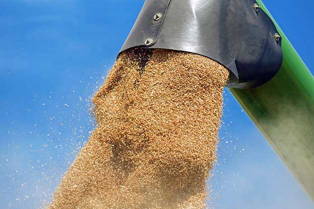 Blé: baisse des exportations françaises vers l'Algérie