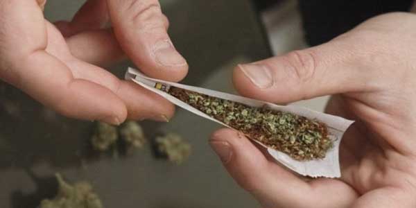 cannabis marocain