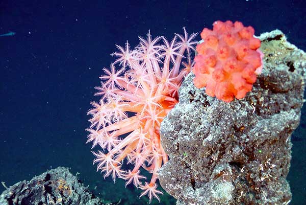 identification du corail