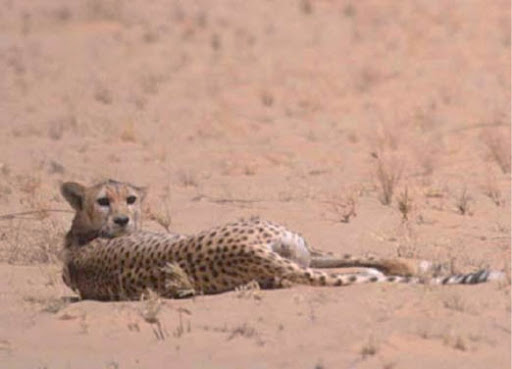 guépard saharien Le guépard saharien réapparu dans l'Ahaggar (Tamanrasset)