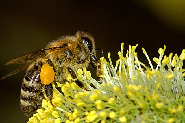 La collecte de pollen: une activité passionnante et assure des revenus non négligeables