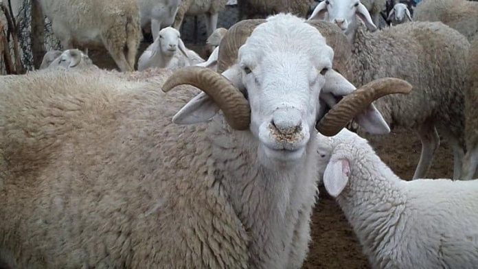 Les véhicules transportant du cheptel interdit d'accès à Alger