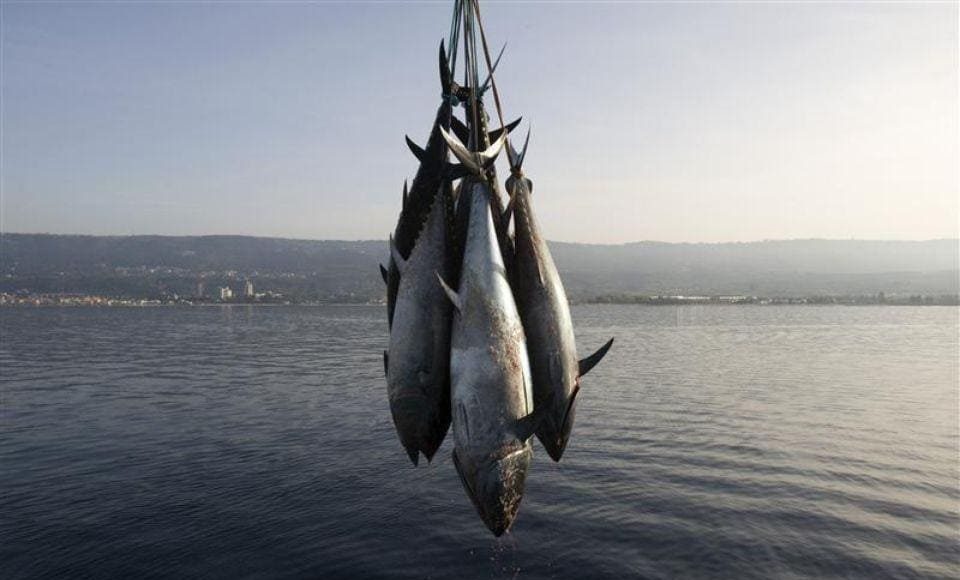 Thon rouge: l’Algérie a pêché la totalité de son quota pour 2020