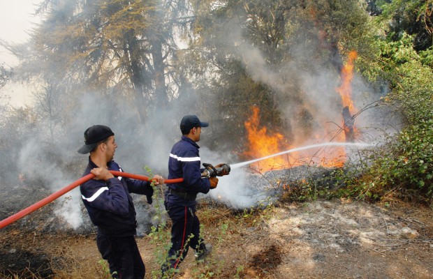 Incendies des forêts de Gouraya: arrestation de 19 individus