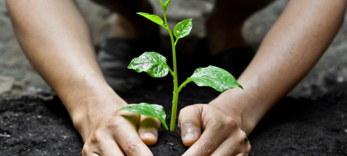 planter Lancement ce samedi d'une campagne nationale de reboisement