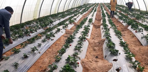 Culture de la fraise à Djanet: Expérience pilote réussie