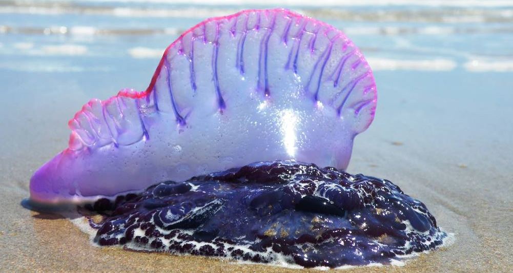 Apparue récemment sur nos plages: les dangers de la Galère portugaise