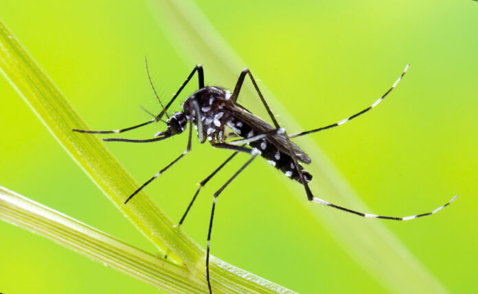 moustique-tigre