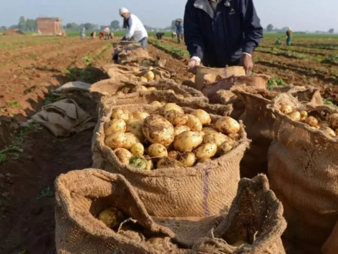 pomme-de-terre-eloued