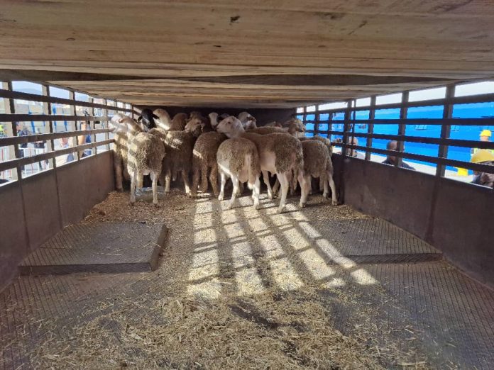 importation-moutons-port-ténès3