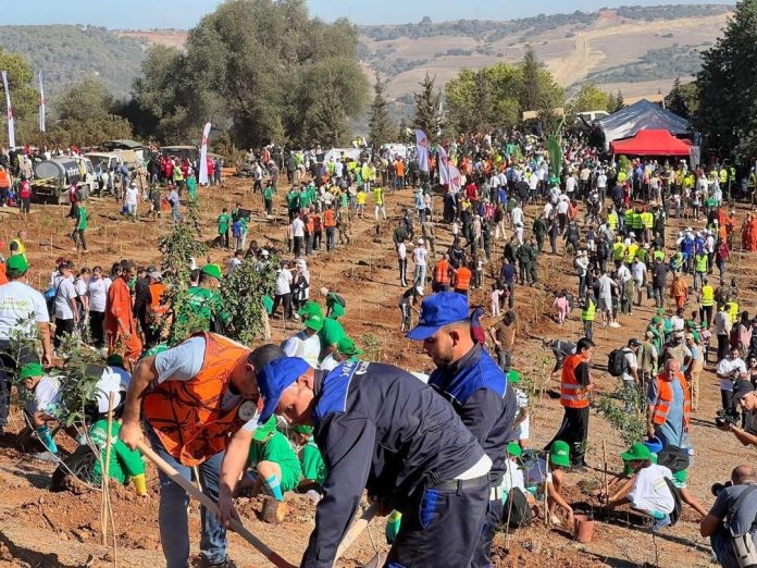plantation-un-million-d-arbres-algérie2