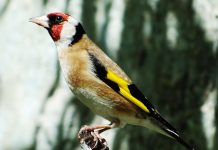 Constantine accueille la première édition du concours national du chardonneret élégant
