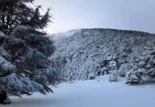 Algérie : Des chutes de neige vendredi et samedi sur plusieurs wilayas du centre et de l’est